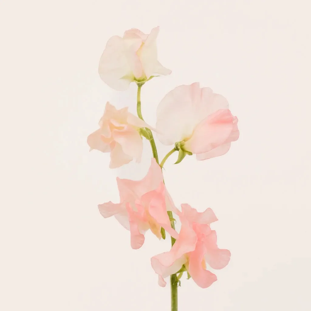 Salmon Pink Sweet Pea Flowers