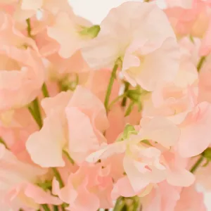 Salmon Pink Sweet Pea Flowers